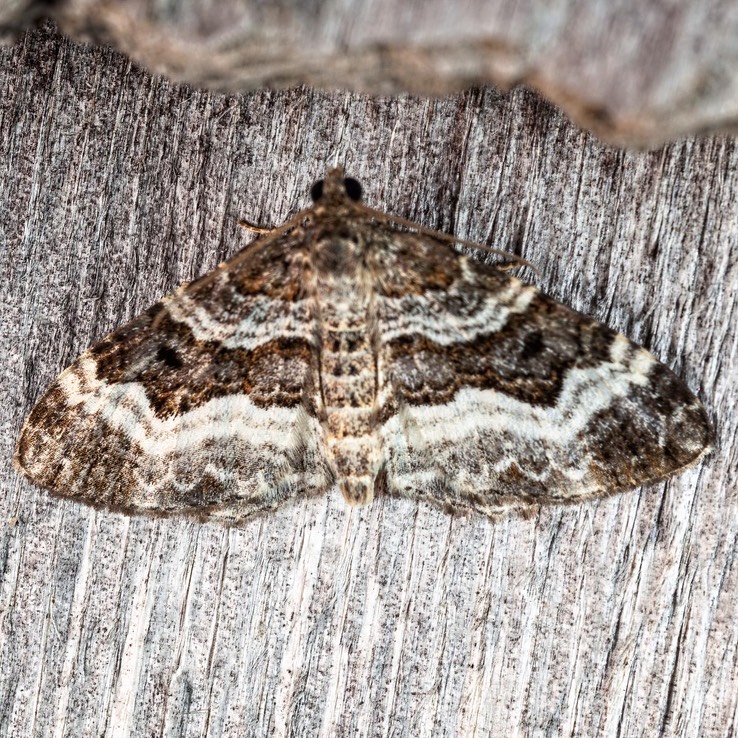 7394 White-banded Toothed Carpet (Epirrhoe alternata)