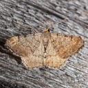 6340 Minor Angle (Macaria minorata)