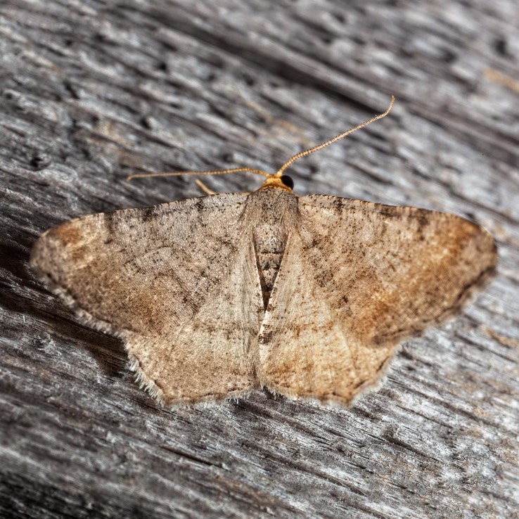 6340 Minor Angle (Macaria minorata)