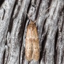 1238.97 – Unidentified Pigritia Moths – Pigritia sp.
