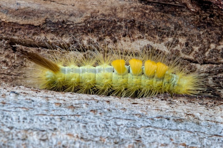 8314 Definite Tussock Moth (Orgyia definita)