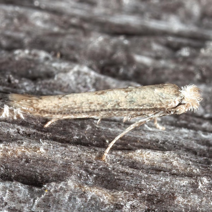 0466 Morning-glory Leafminer - Bedellia somnulentella