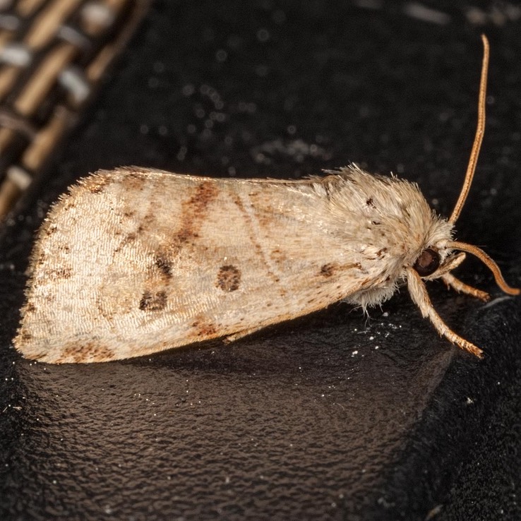 9815 American Dun-bar Moth (Cosmia calami)
