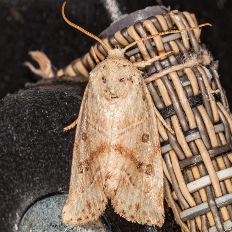 9815 American Dun-bar Moth (Cosmia calami)