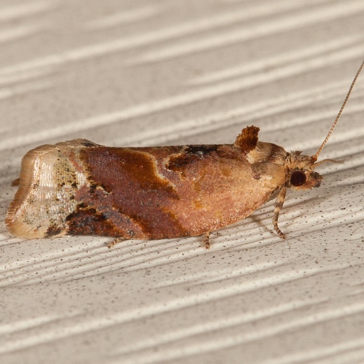 3597 Red-banded Leafroller (Argyrotaenia velutinana)