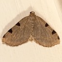 7647 Three-spotted Fillip Moth (Heterophleps triguttaria)