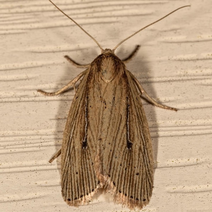 9443  Narrow-winged Borer (Photedes defecta) 