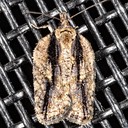 3542 – Acleris flavivittana – Multiform Leafroller Moth