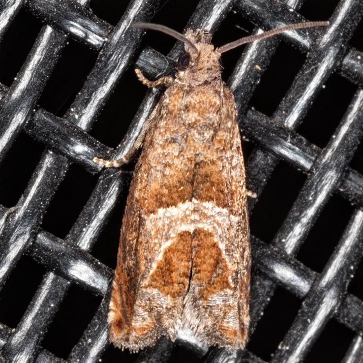 3219 Canadian Sonia Moth (Sonia canadana)