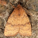 9961 Dotted Sallow Moth (Anathix ralla)