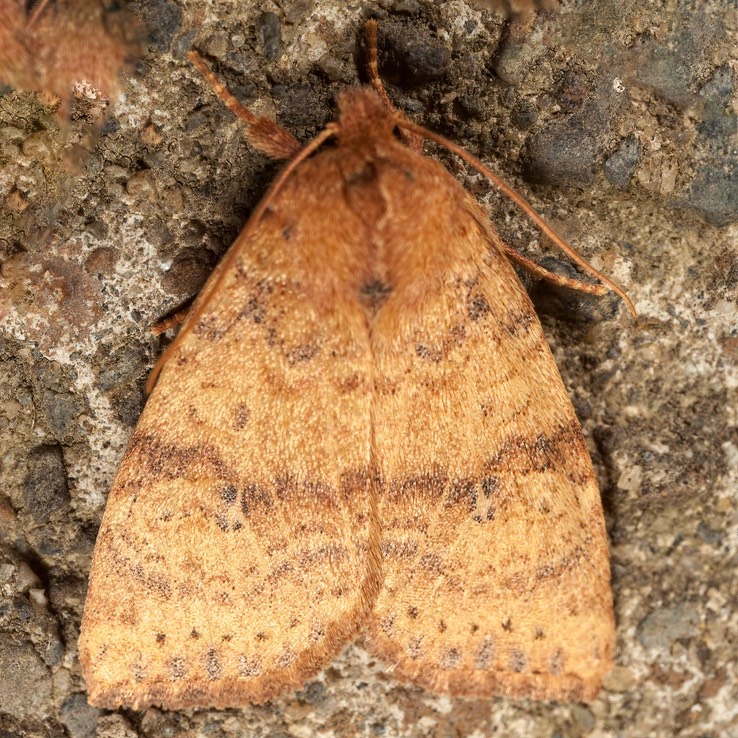 9961 Dotted Sallow Moth (Anathix ralla)
