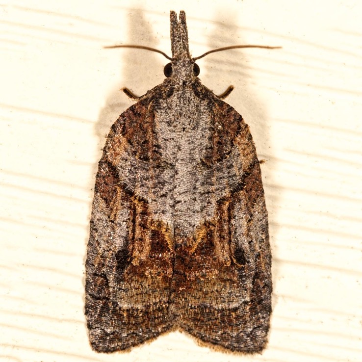 3740 Tufted Apple Budworm Moth (Platynota idaeusalis)