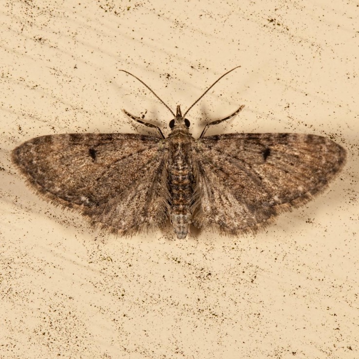 7474 Common Eupithecia Moth (Eupithecia miserulata)