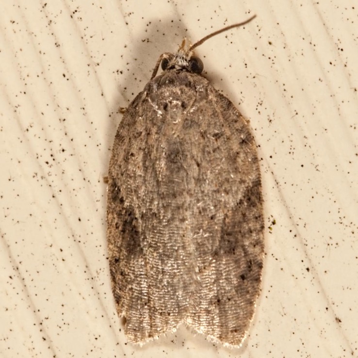 3523 (Acleris cornana)