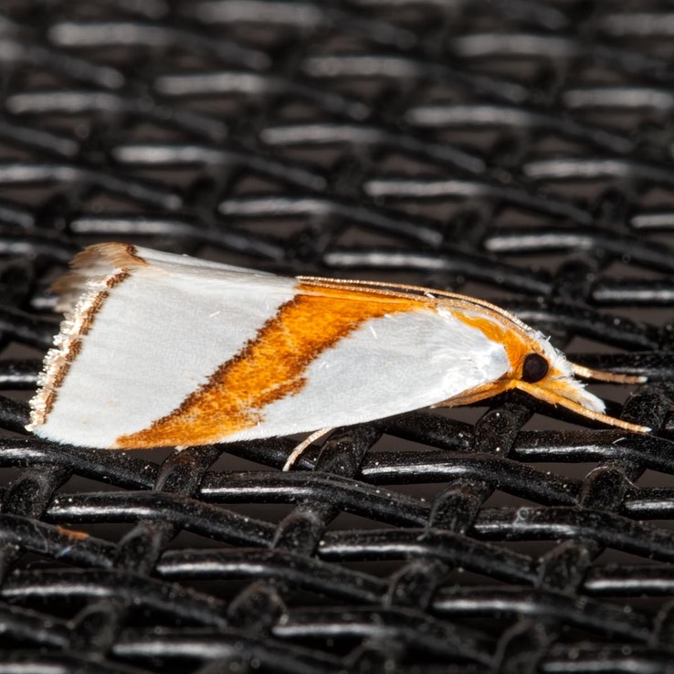 5466 Straight-lined Argyria Moth  (Argyria critica) 