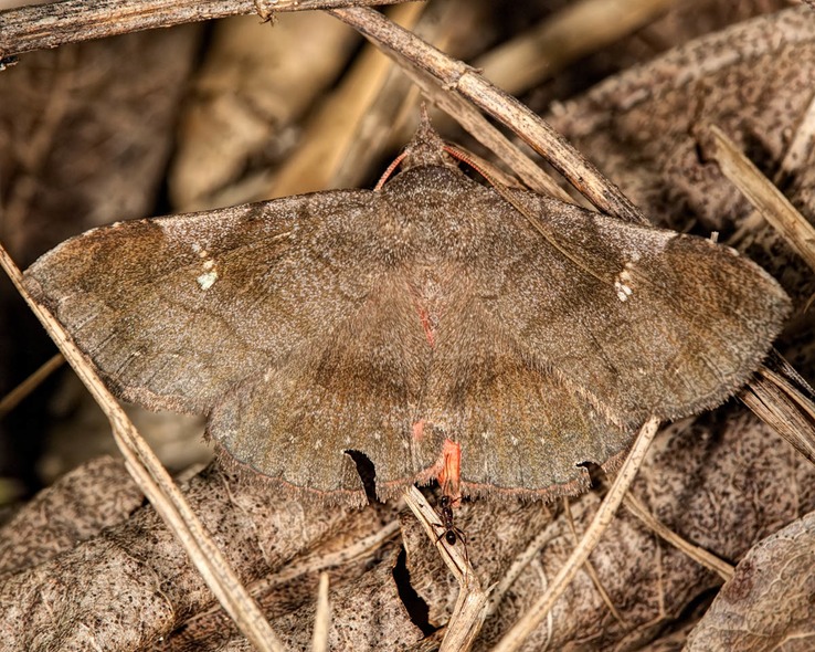 8575 Repugnant Azeta Moth
(Azeta repugnalis) 