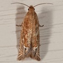2928 (Eucosma raracana)