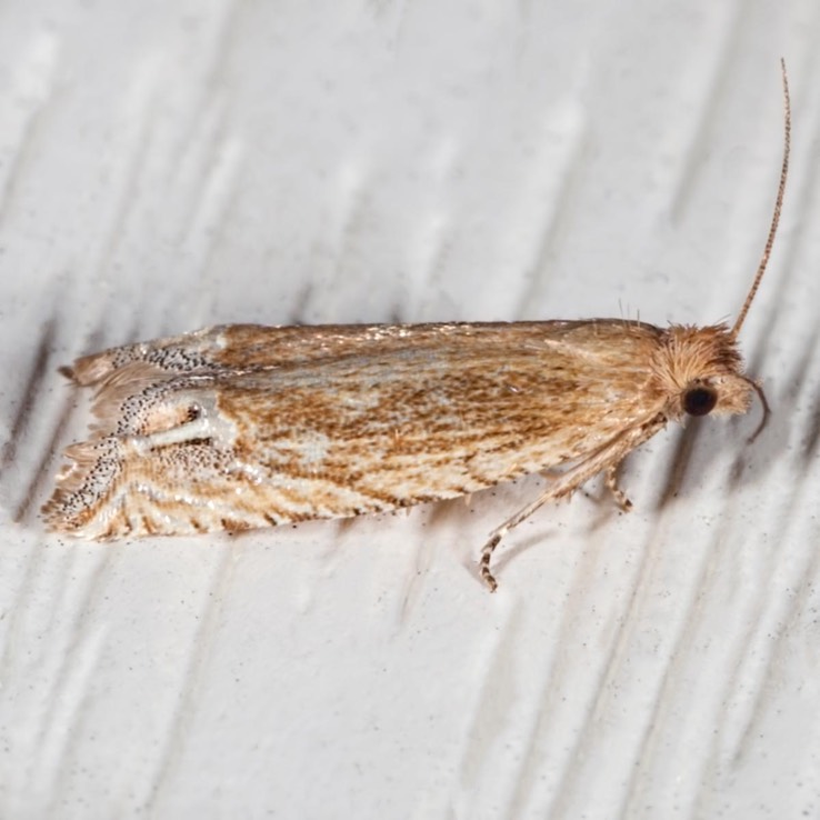 2928 (Eucosma raracana)