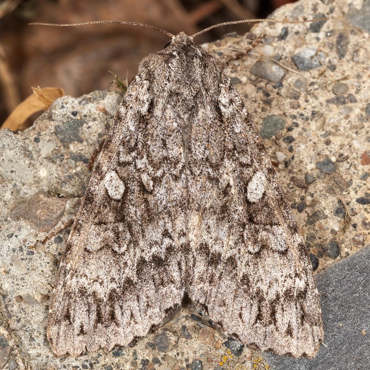 10929 Eurois occulta - Great Brocade