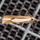 5362 Double-banded Grass-veneer Moth (Crambus agitatellus)