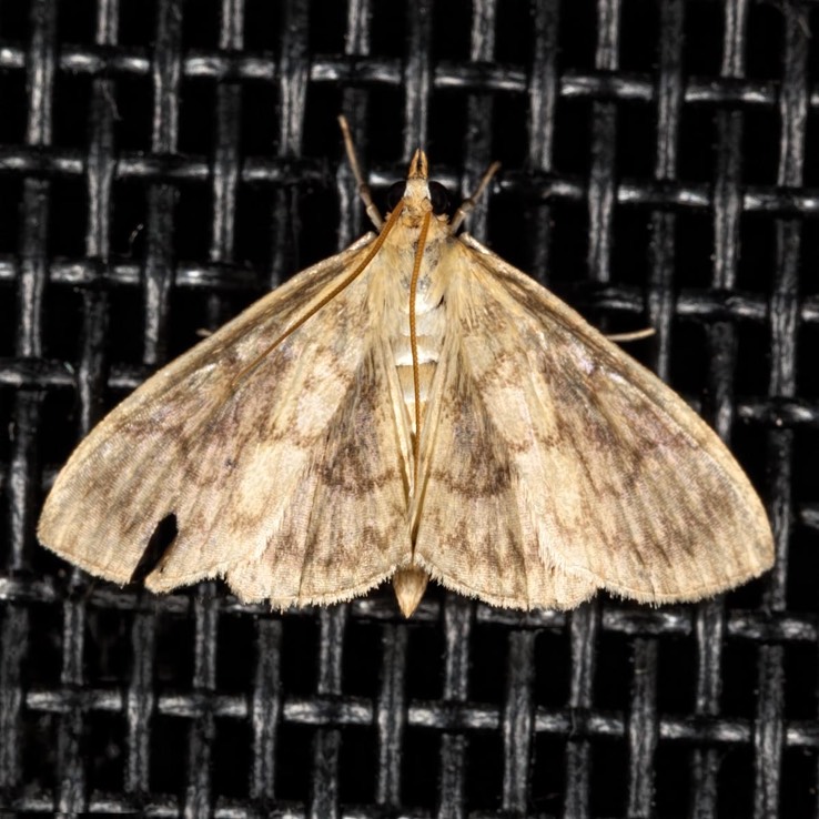 4944 Sawtoothed Crocidophora (Crocidophora serratissimalis)