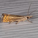 5391 Topiary Grass-veneer Moth (Chrysoteuchia topiarius)