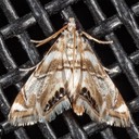 4779 Canadian Petrophila (Petrophila canadensis)