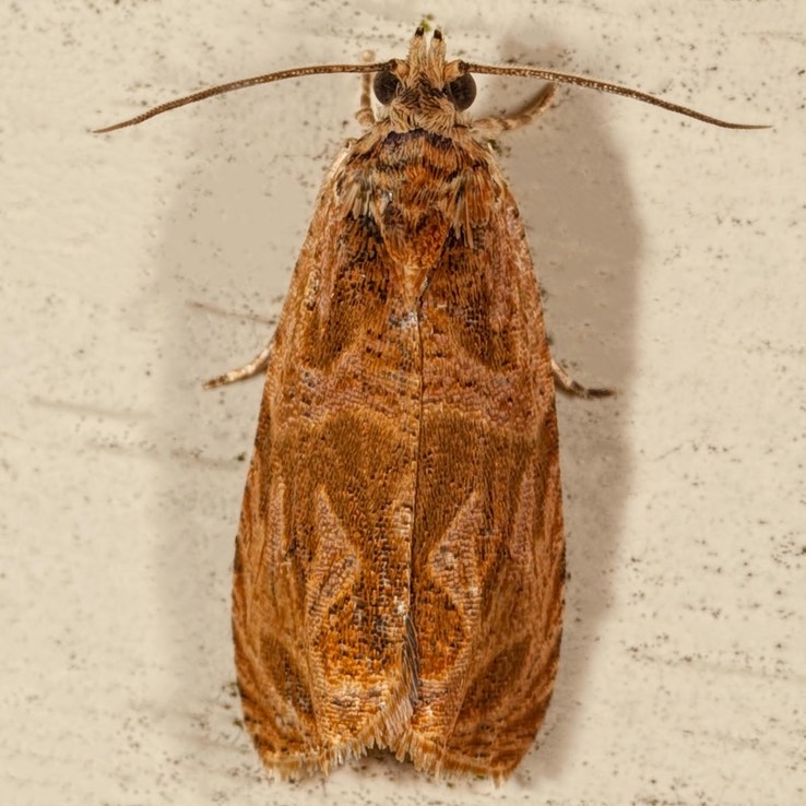 2795 Basswood Olethreutes Moth (Olethreutes tilianum)