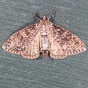 5226 Splendid Palpita Moth (Palpita magniferalis)