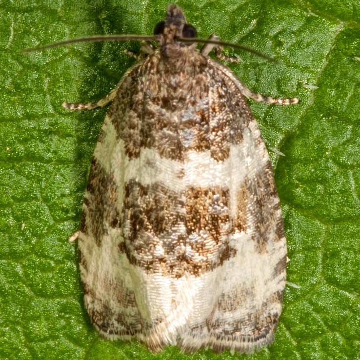 2848 Divided Olethreutes Moth (Olethreutes bipartitana)