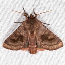 10524 – Nephelodes minians – Bronzed Cutworm Moth