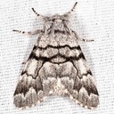 9182 Eastern Panthea Moth Panthea furcilla