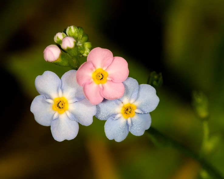 Forget-me-not (Myosotis sylvatica). 