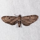 7586.1 Eupithecia absinthiata