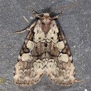 9066 Marbled-green Leuconycta - Leuconycta lepidula