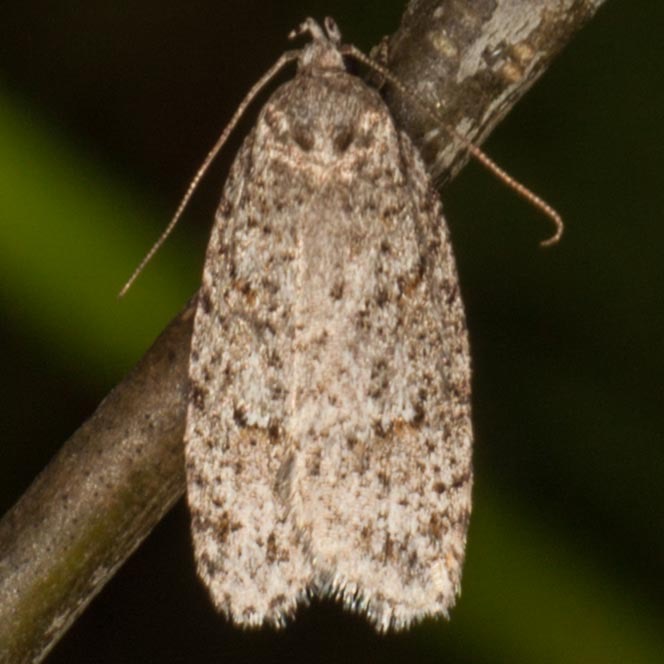 0911 Bog Bibarrambla (Bibarrambla allenella)