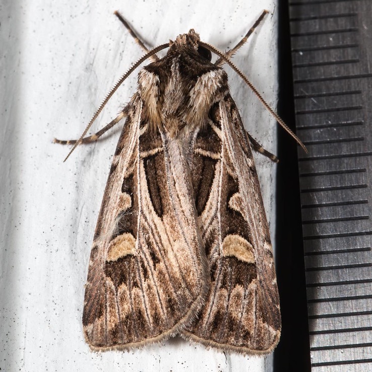 10670 Dingy Cutworm Moth (Feltia jaculifera)