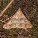 8384.1 Yellow-Spotted Renia (Renia flavipunctalis)