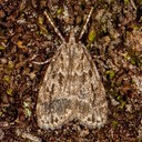 4719 Many-spotted Scoparia (Scoparia basalis)