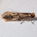 0411 Brown-dotted Clothes Moth (Niditinea fuscella)