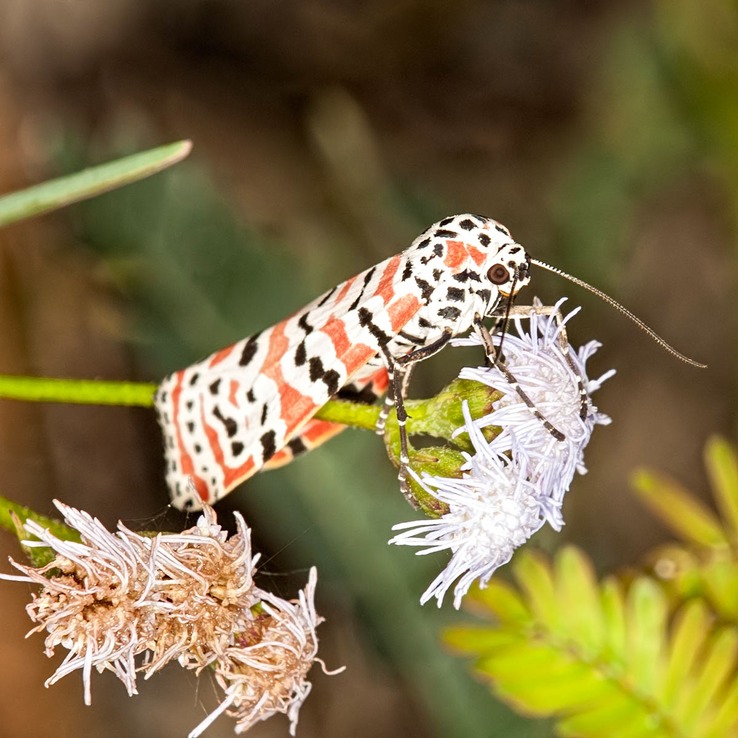 8105 Bella Moth (Utetheisa ornatrix)