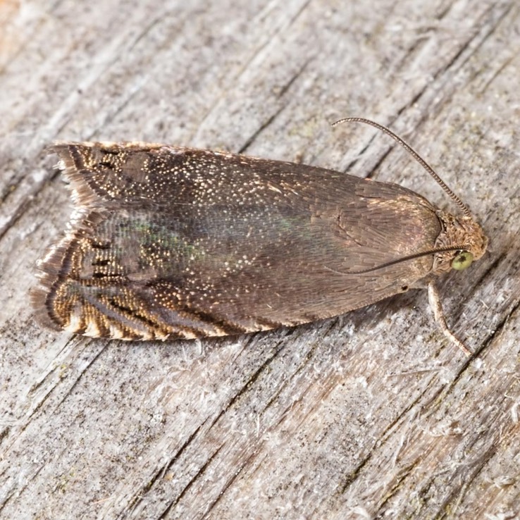 3471 Hickory Shuckworm Moth (Cydia caryana)