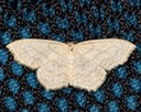7159 Large Lace-border Moth (Scopula limboundata)