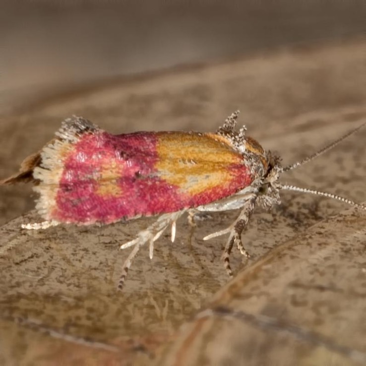 3848 Cochylini-new-genus-one oenotherana - Primrose Cochylid Moth