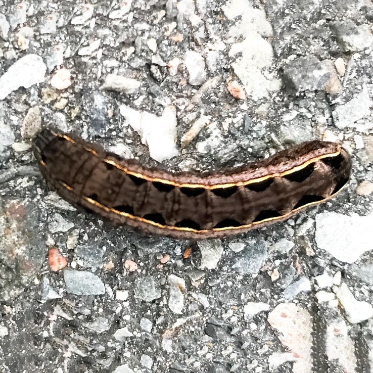 9669 Yellow-striped Armyworm  Spodoptera ornithogalli 