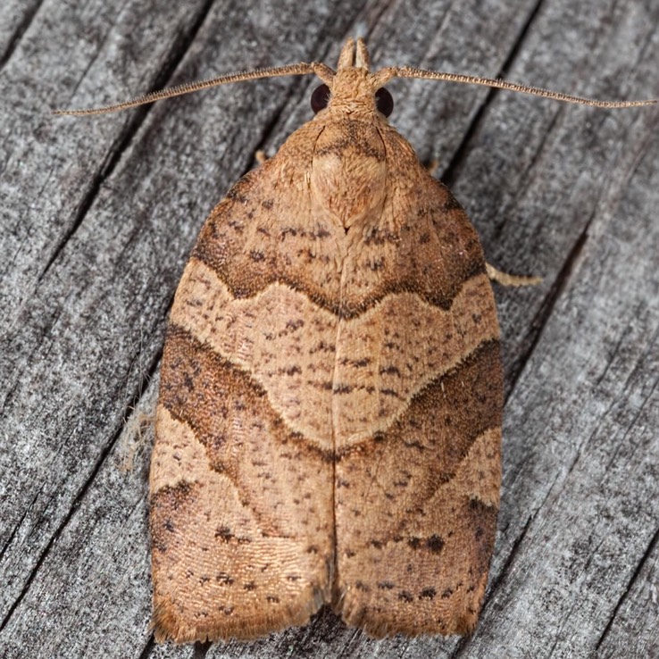 3593 Woodgrain Leafroller (Pandemis lamprosana)