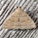 8353 Wavy-lined Zanclognotha (Zanclognatha jacchusalis)