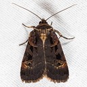 10951 Morrison's Sooty Dart Pseudohermonassa tenuicula