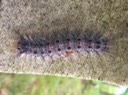 Gypsy Moth (Lymantria dispar)