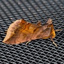 8898 Unspotted Looper Moth (Allagrapha aerea)